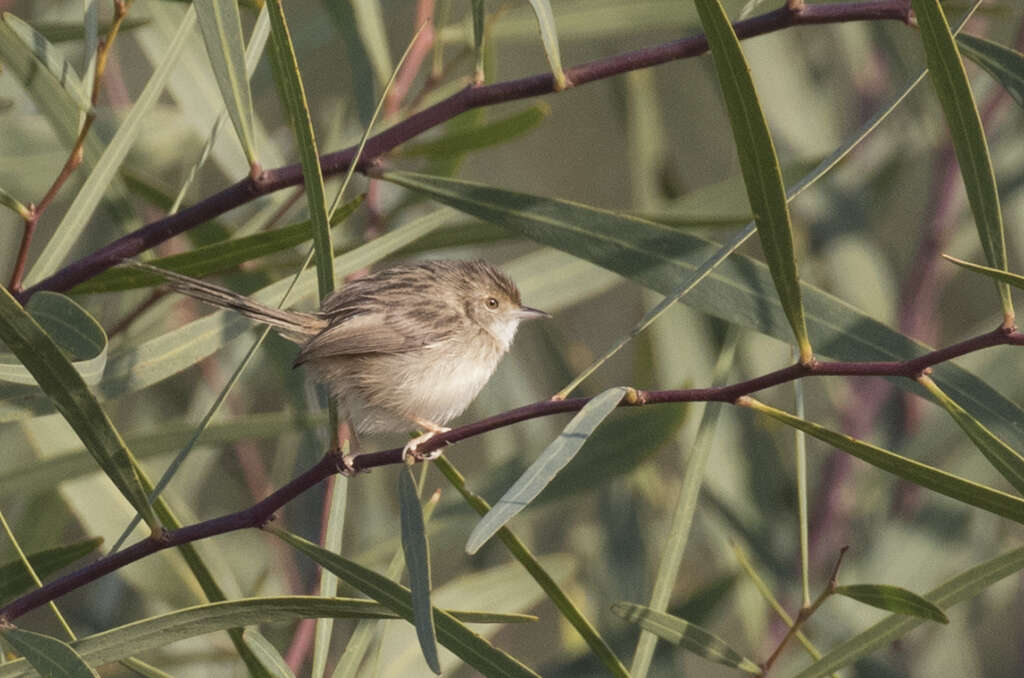 Слика од Prinia gracilis (Lichtenstein & Mhk 1823)