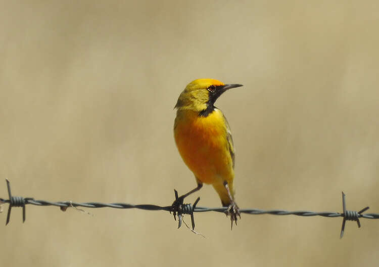 Image of Orange Chat