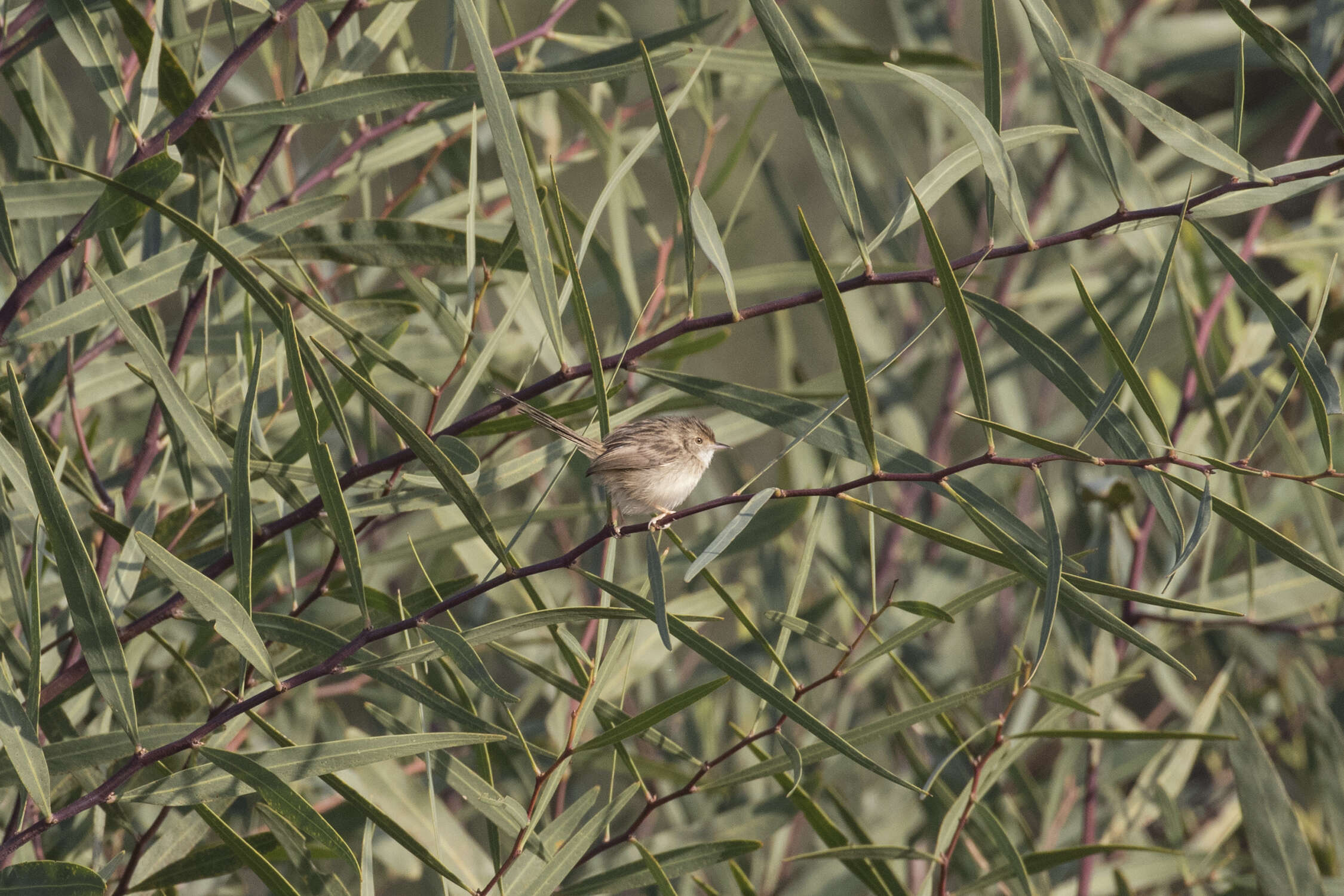 Image of Graceful Prinia