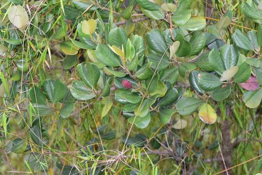 Image of Magnolia pallescens Urb. & Ekman