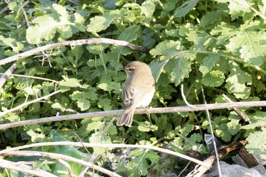 Image of Willow Warbler