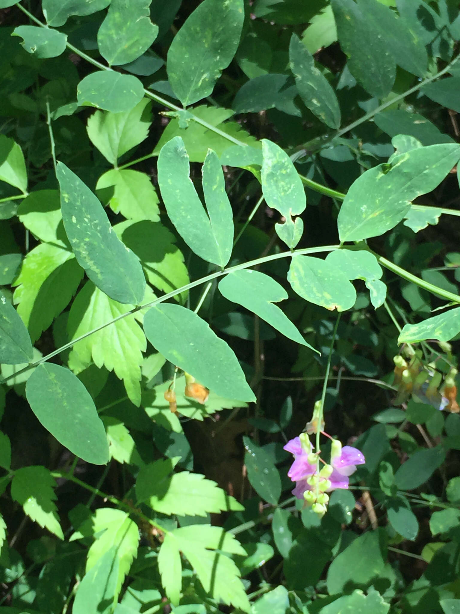 Imagem de Lathyrus venosus Willd.