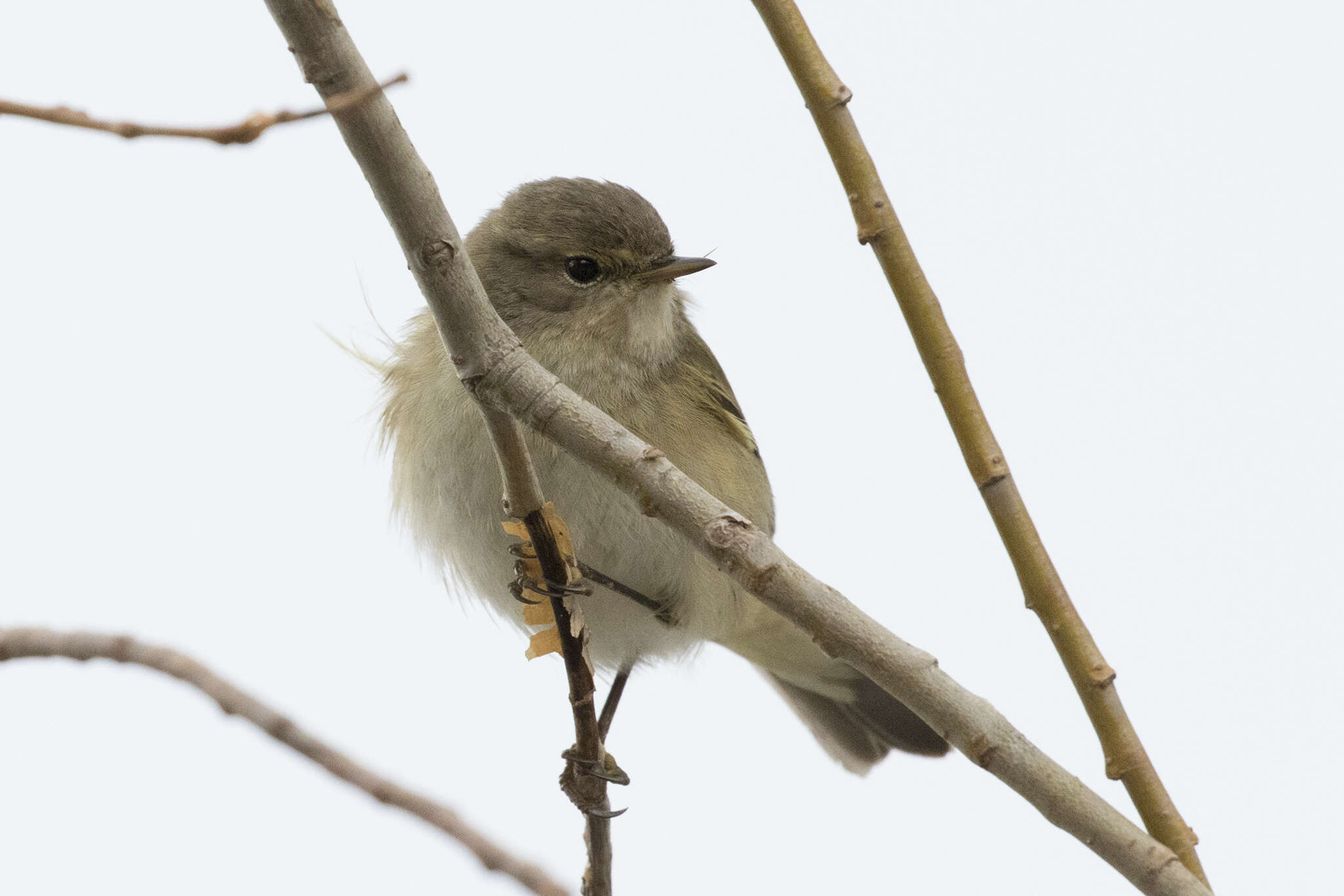 Image of Willow Warbler