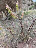 Image of Santa Barbara milkvetch