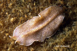 Image of Eurylepta leoparda Freeman 1933