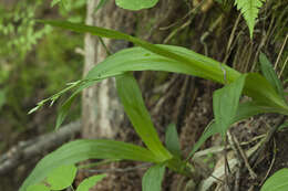 Carex siderosticta Hance resmi