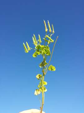 Image of slender yellow woodsorrel