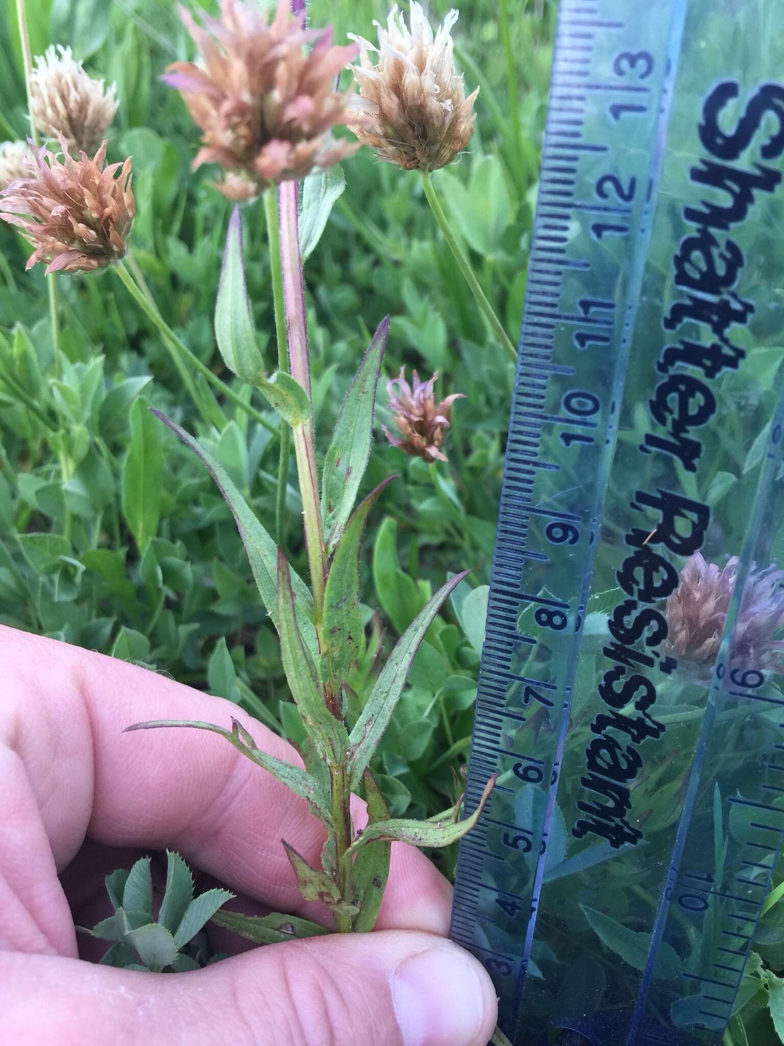 Image of Henry Indian paintbrush