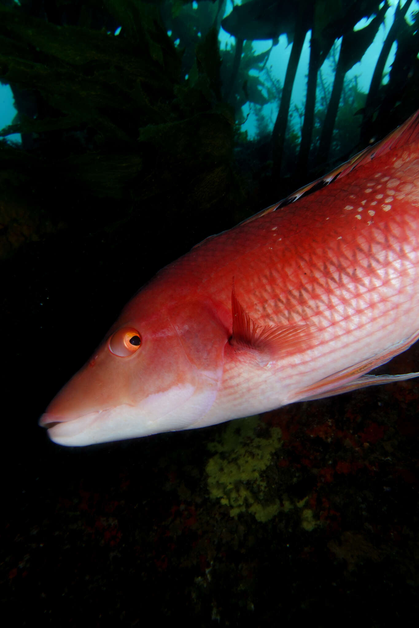 Bodianus unimaculatus (Günther 1862) resmi