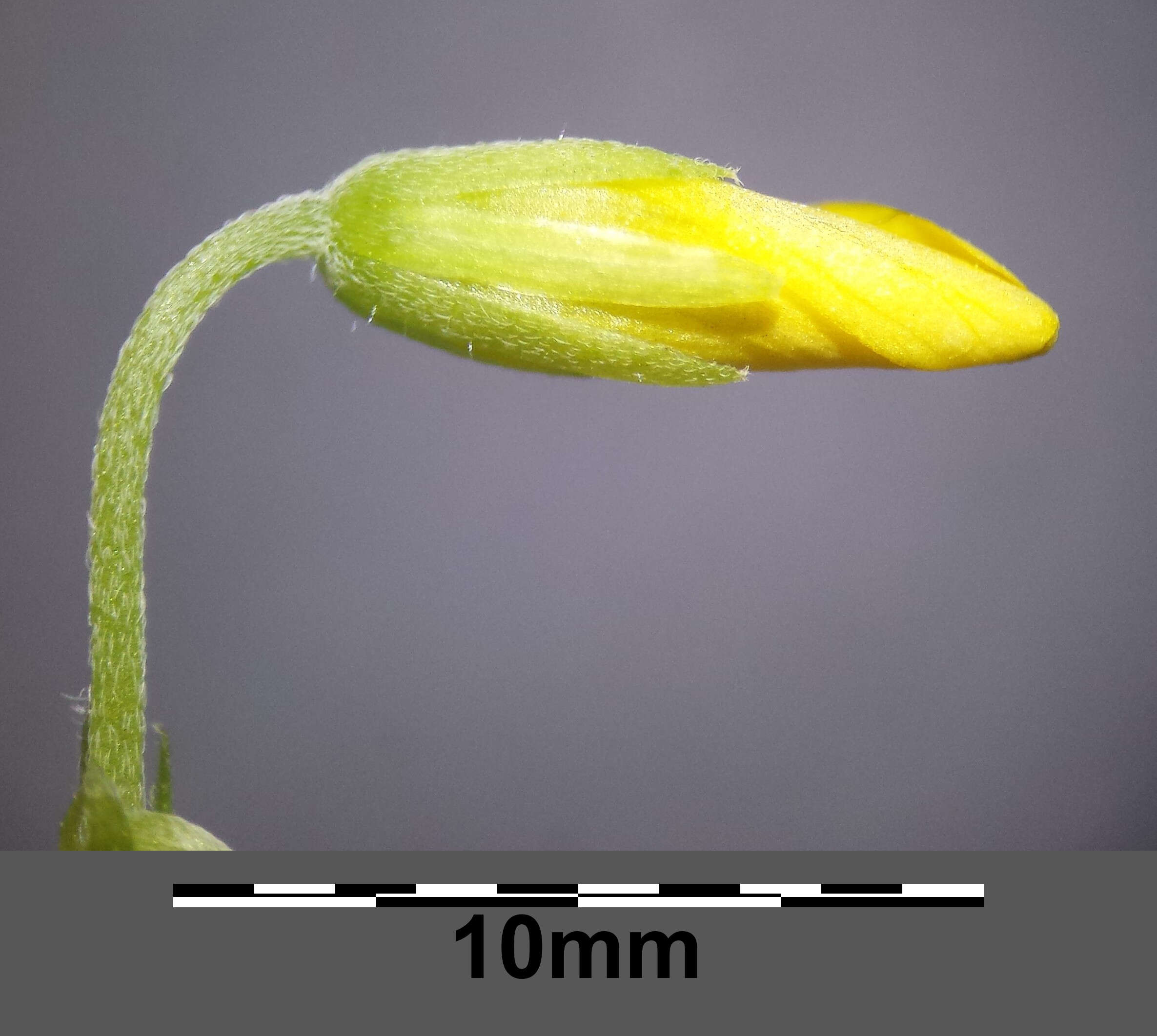 Image of slender yellow woodsorrel