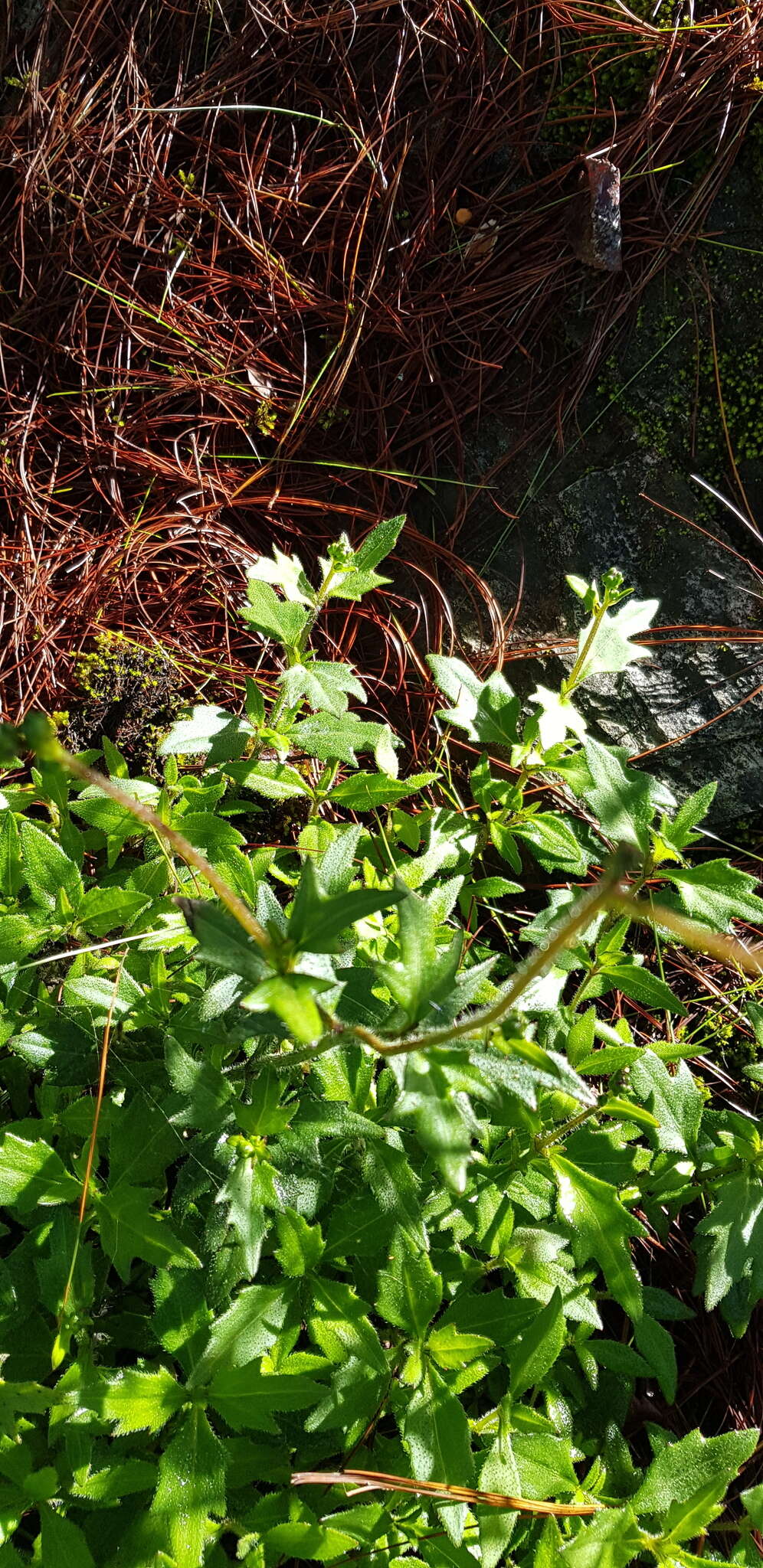 Image de Tridax brachylepis Hemsl.