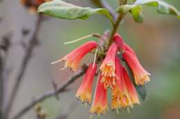 Imagem de Rhododendron keysii Nutt.