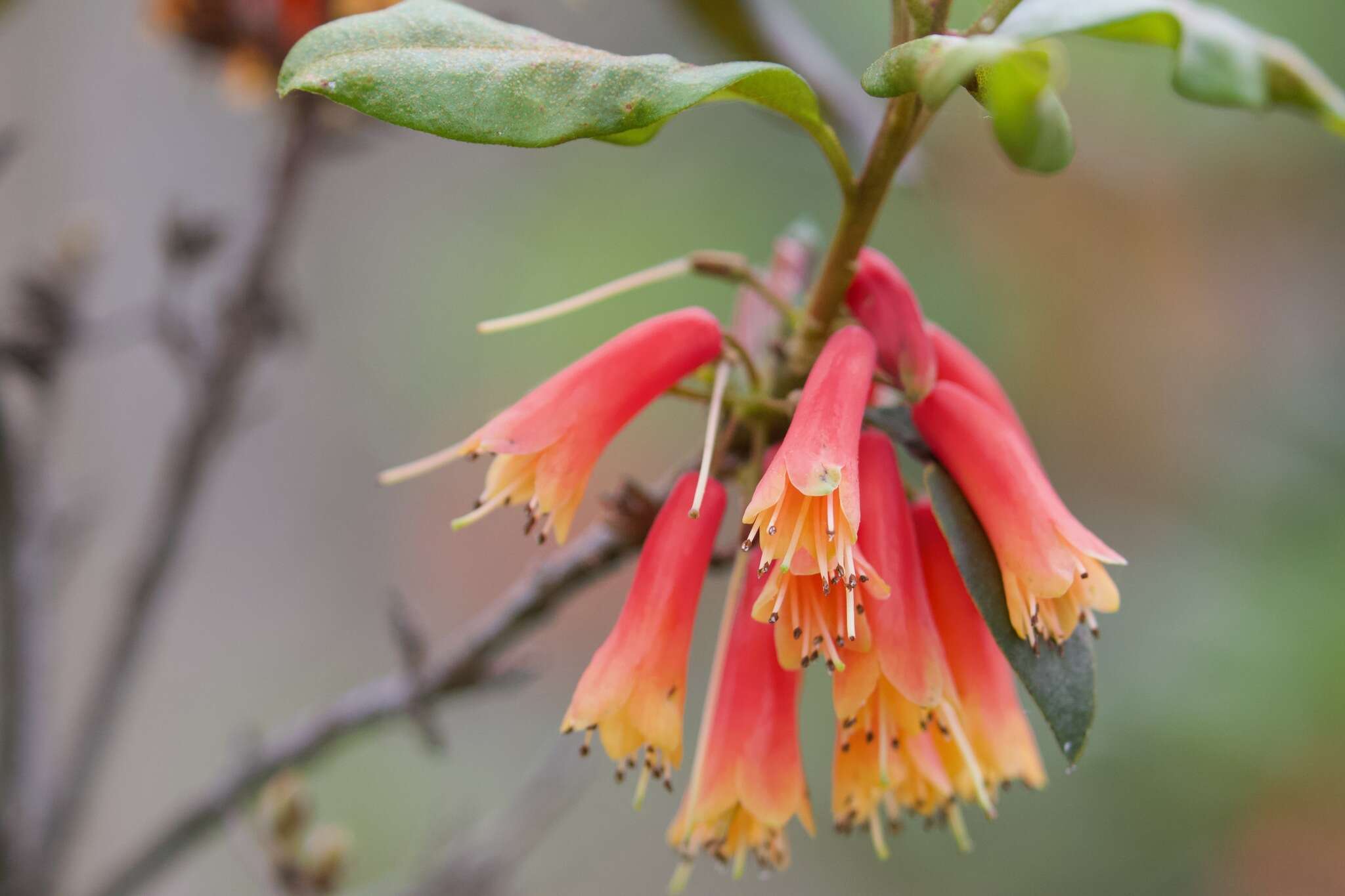 Image de Rhododendron keysii Nutt.