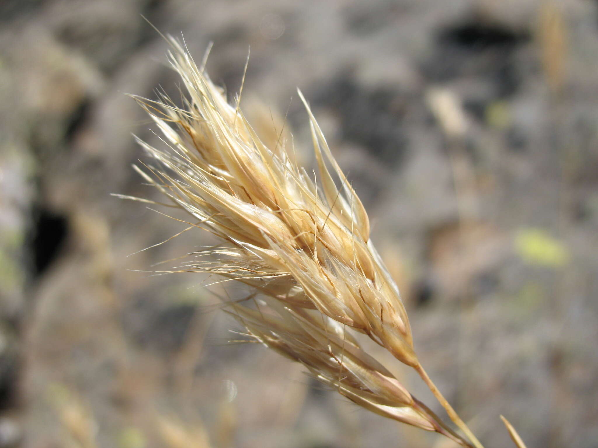 Rytidosperma alpicola (Vickery) Connor & Edgar resmi