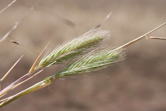 Image of smooth barley