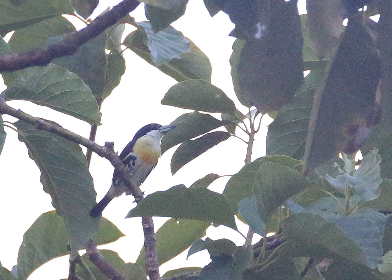 Image of Spot-crowned Barbet