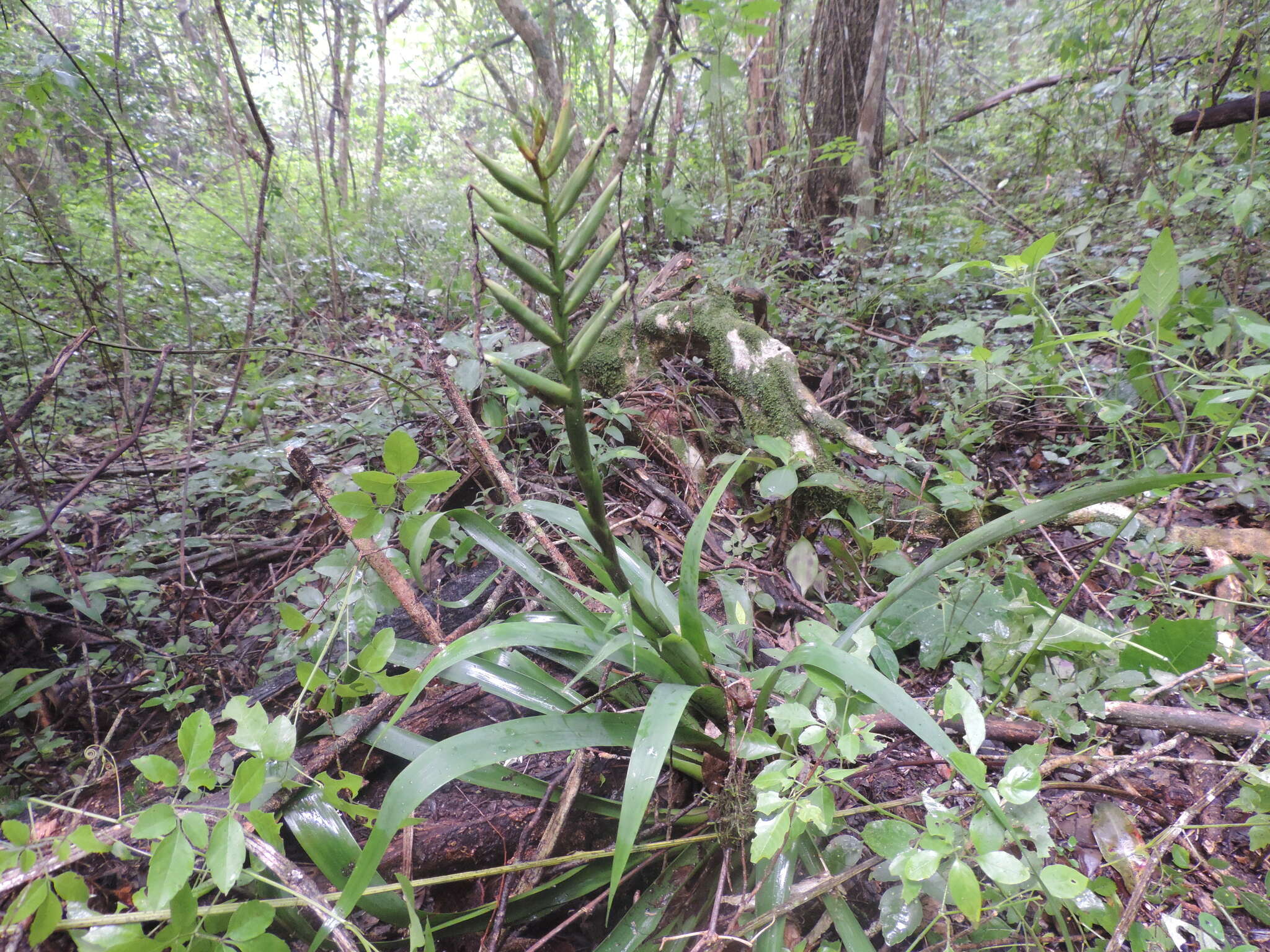 Image de Pseudalcantarea viridiflora (Beer) Pinzón & Barfuss