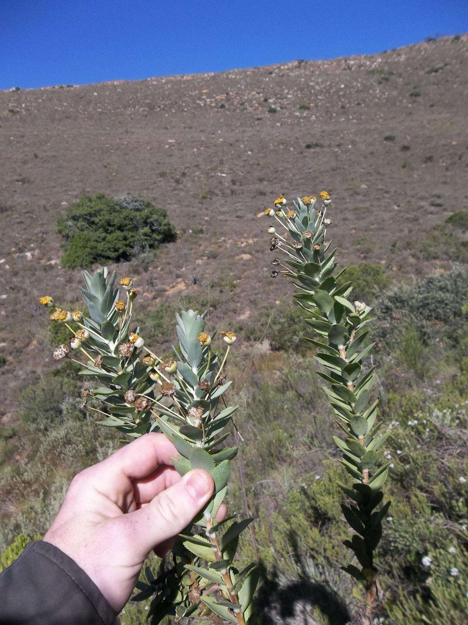 Euryops latifolius B. Nordenst. resmi