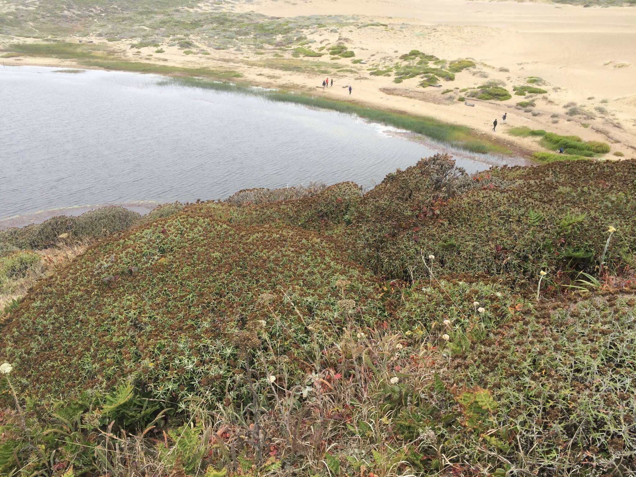 Image of seaside woolly sunflower