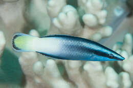 Image of Bicolor Cleaner Wrasse