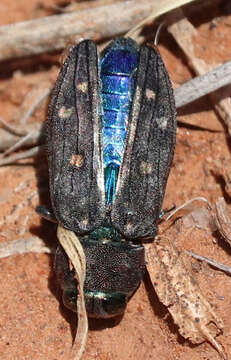 Image of Jewel beetle