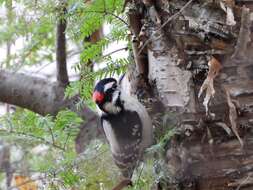 Dryobates pubescens medianus (Swainson 1832) resmi