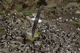 Image of black-browed albatross