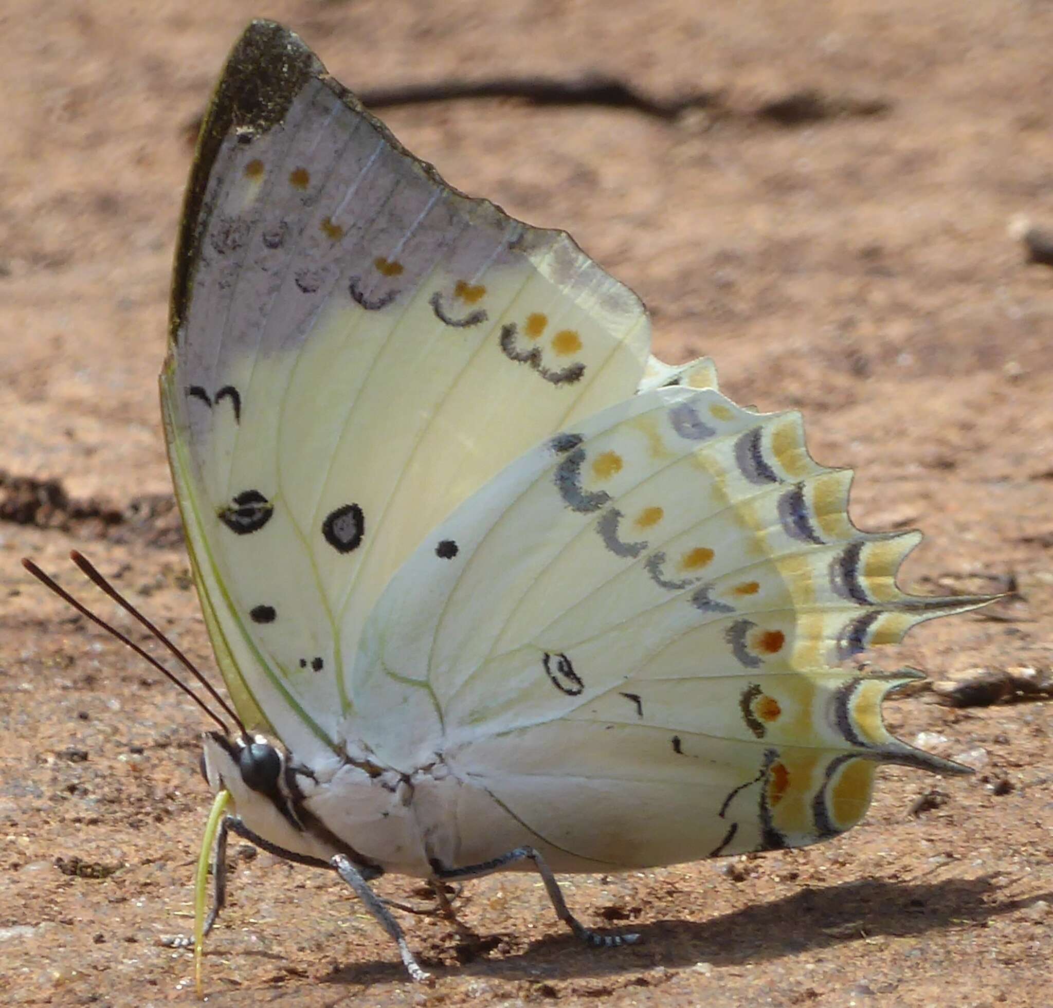 Image of Polyura delphis Doubleday 1843