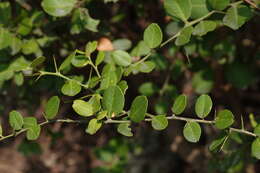 Atalantia buxifolia (Poir.) Oliv. resmi