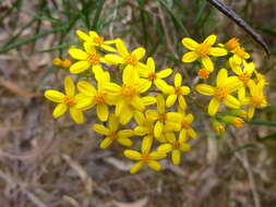 صورة <i>Senecio <i>linearifolius</i></i> var. linearifolius