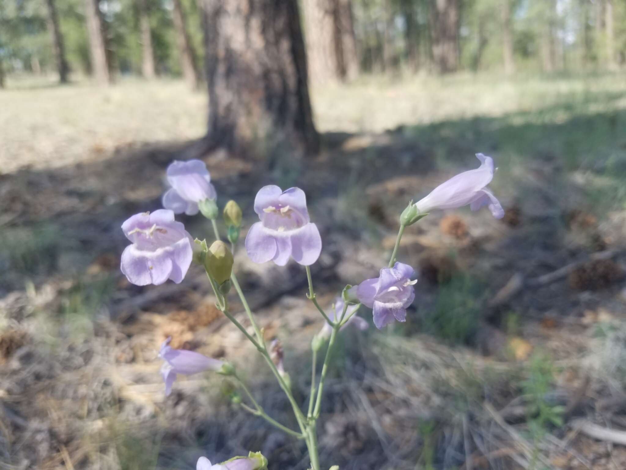 Image of Flagstaff beardtongue