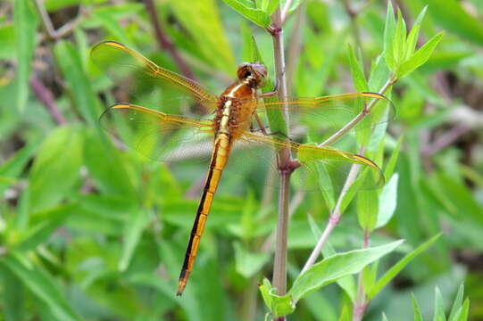 Image of Needham's Skimmer