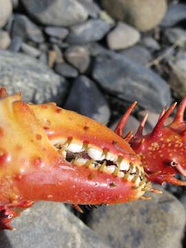 Image of Southern king crab