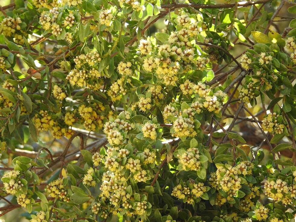 Image of Baccharis pseudovaccinioides L. Teodoro