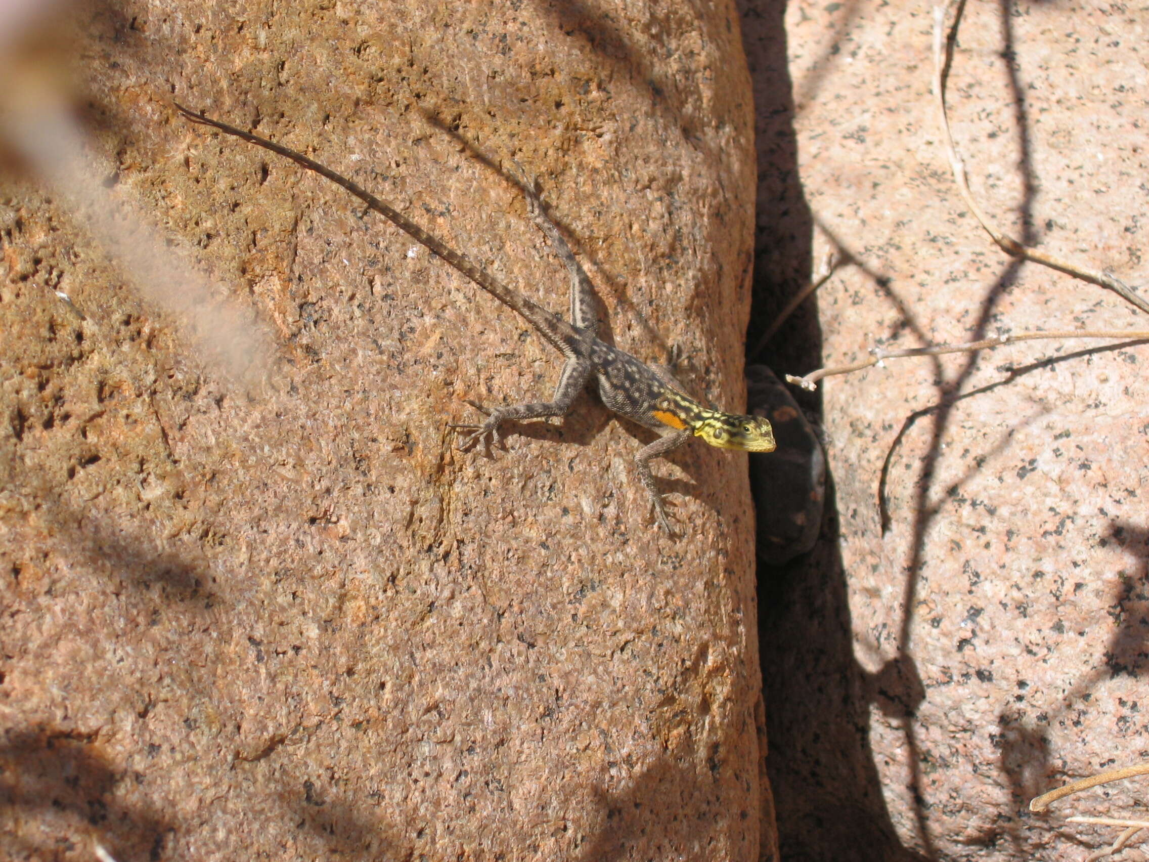 Слика од Agama planiceps Peters 1862