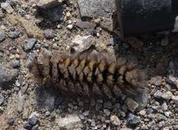 Image of Ross' Tussock Moth