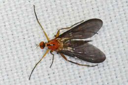 صورة Rhamphomyia glabra Loew 1861