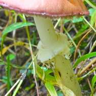 Image de Strophaire à l'anneau rugeux