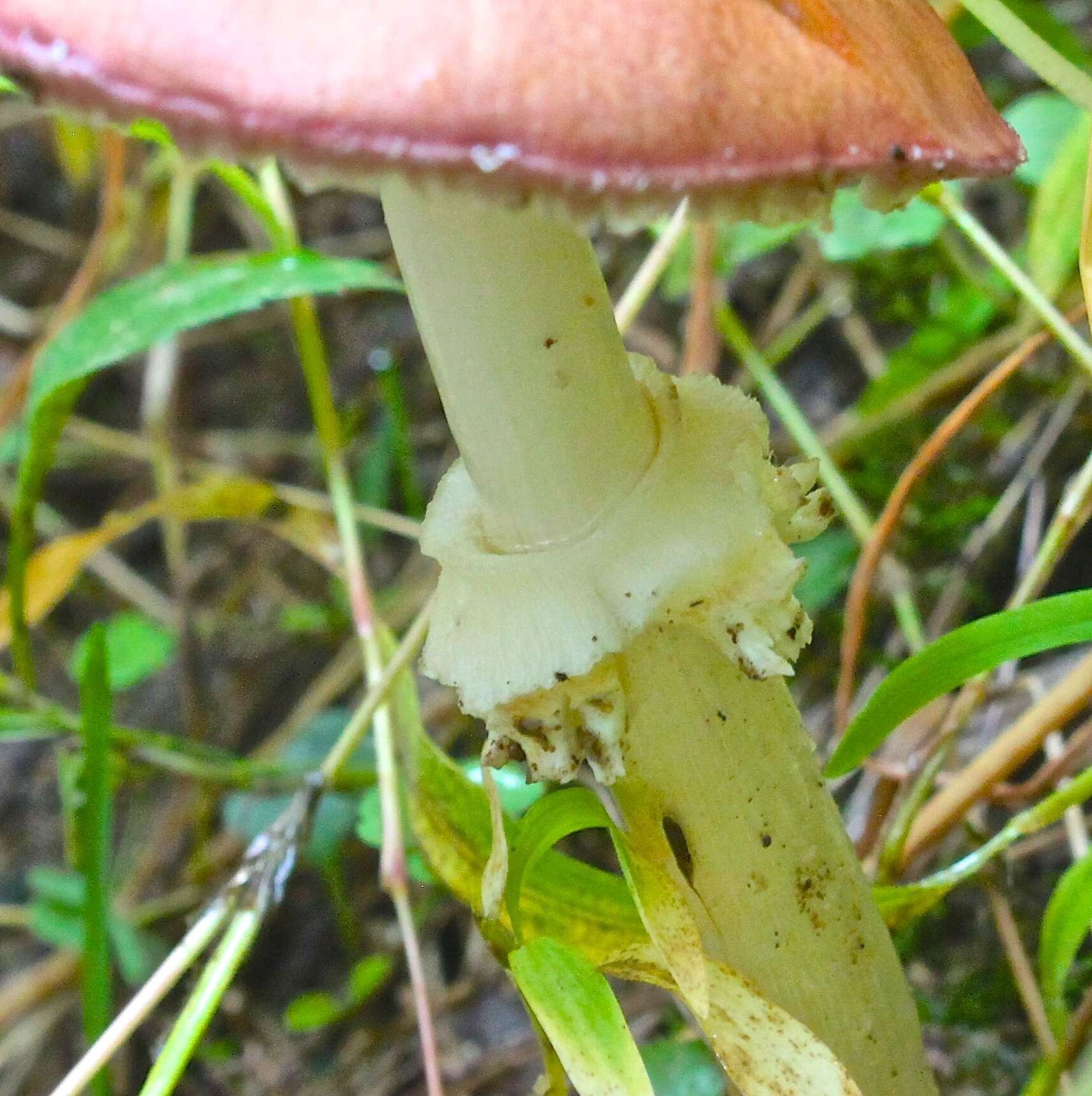 Image de Strophaire à l'anneau rugeux