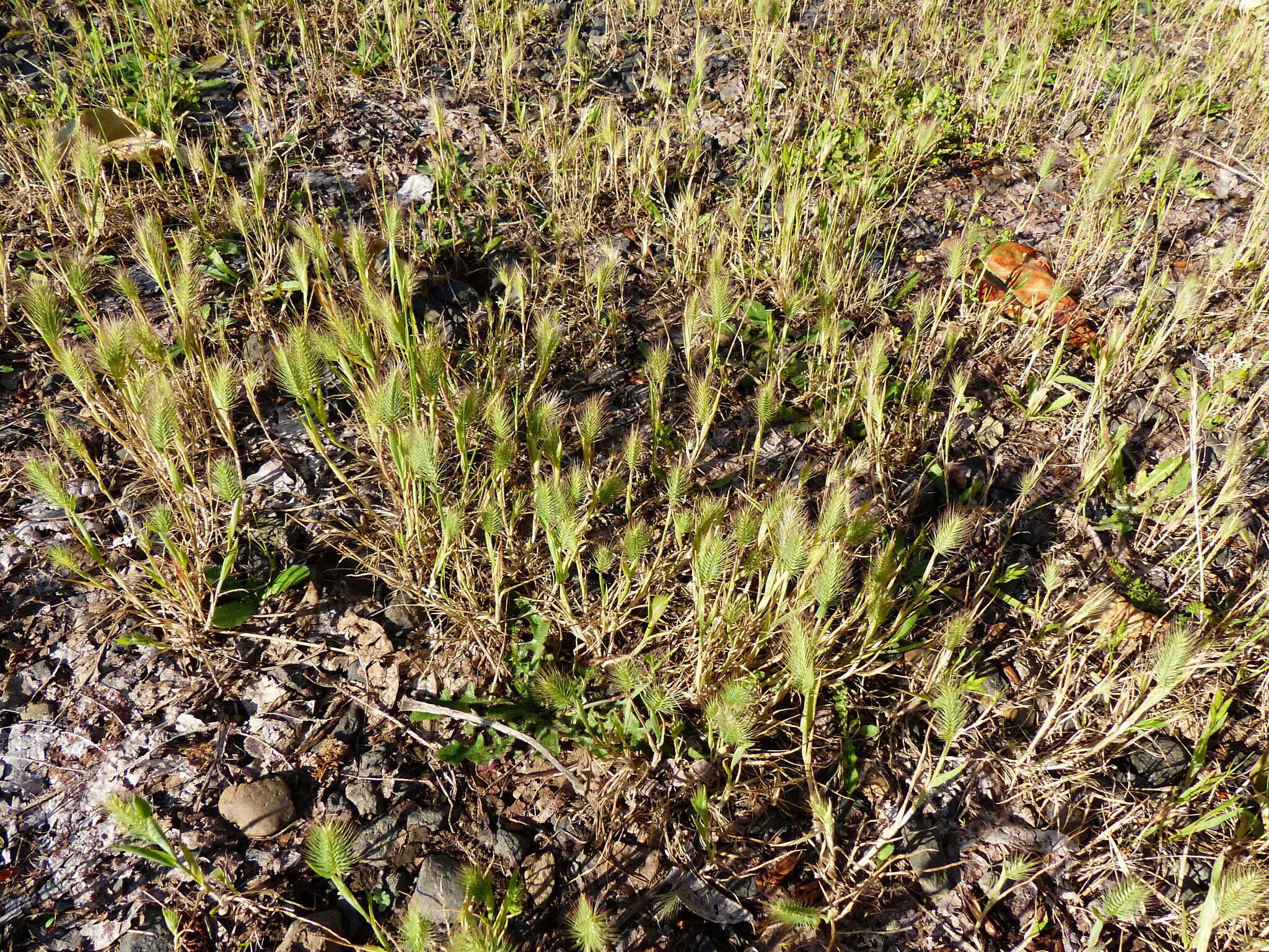 Image of Hordeum marinum subsp. gussoneanum (Parl.) Thell.