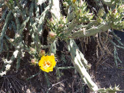 Image of Thornber's buckhorn cholla