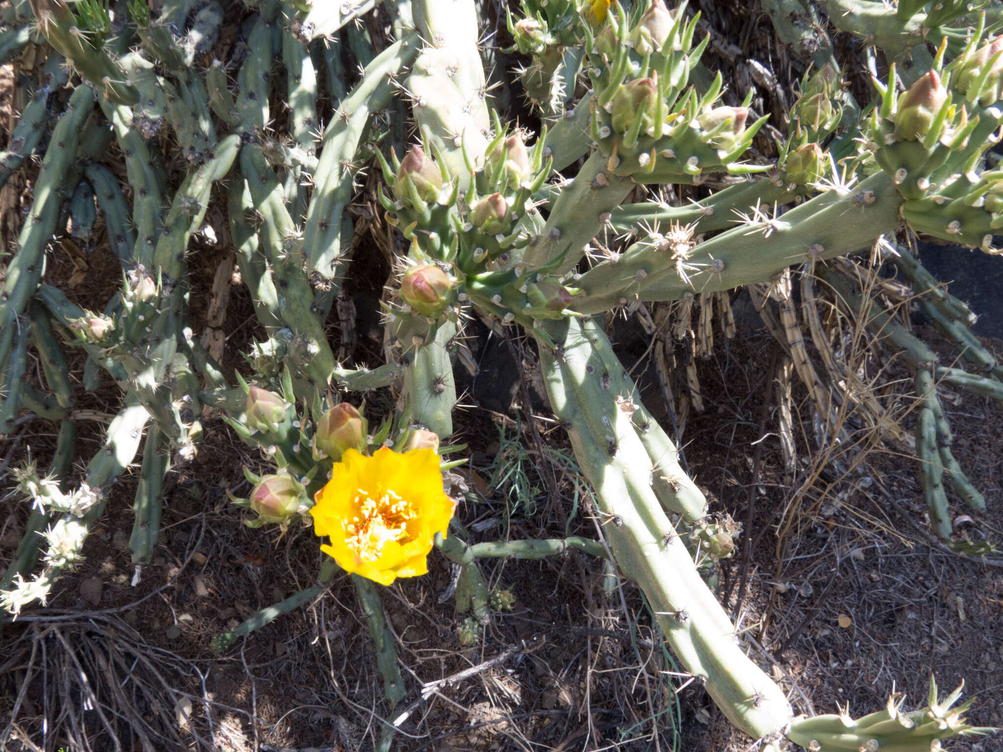 Image of Thornber's buckhorn cholla