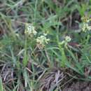 Image of Astragalus potosinus Barneby