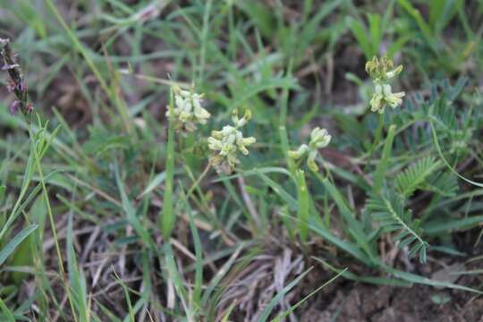 Image de Astragalus potosinus Barneby