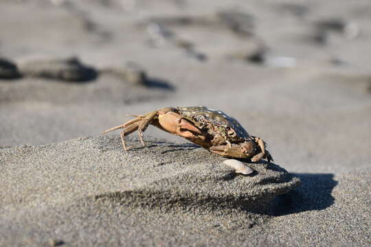 Image of Mediterranean green crab