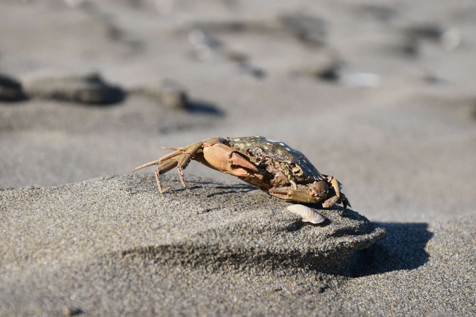 Imagem de Carcinus aestuarii Nardo 1847