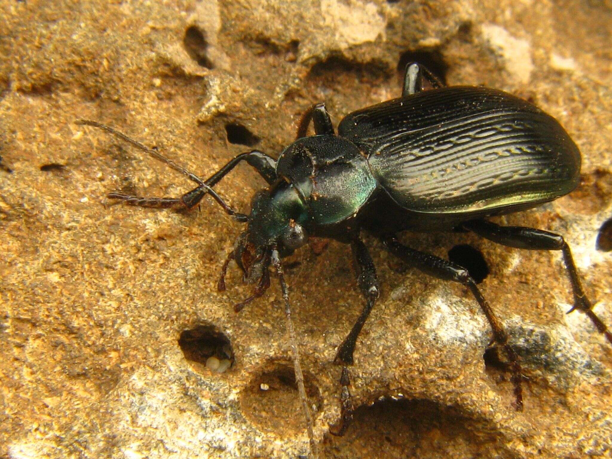 Слика од Calosoma (Castrida) granatense Géhin 1885