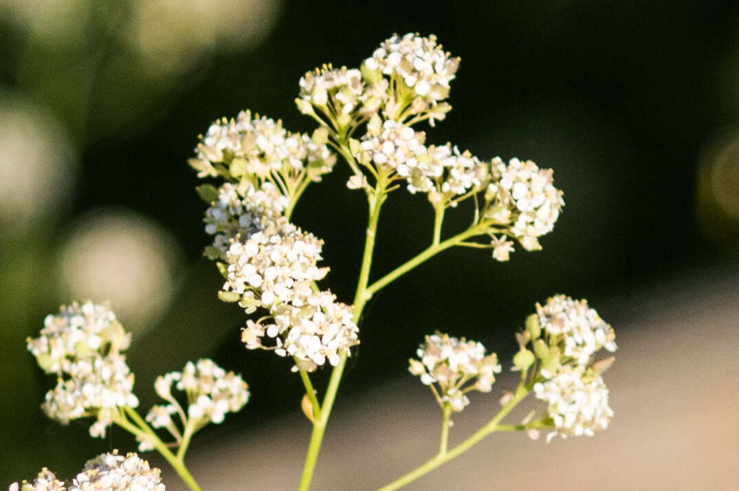 Image of broadleaved pepperweed