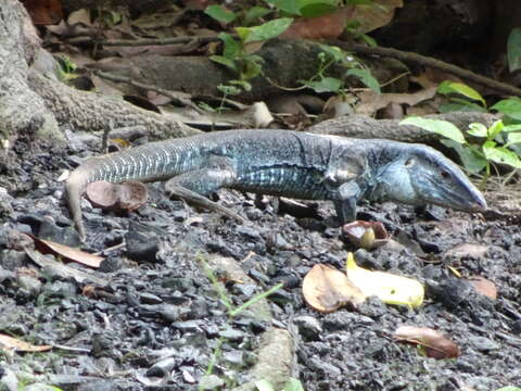 Image of Giant ameiva