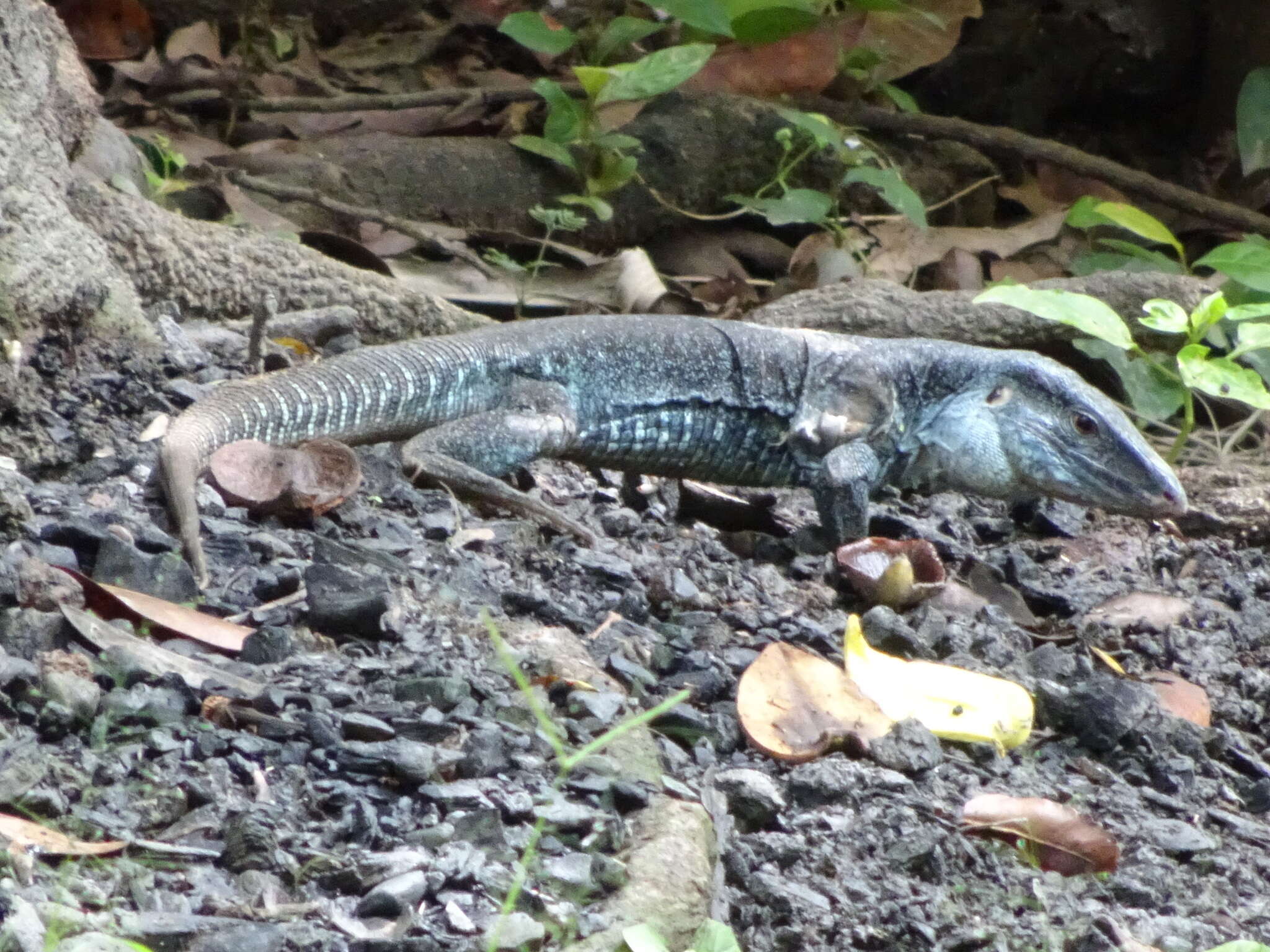 Imagem de Ameiva praesignis (Baird & Girard 1852)